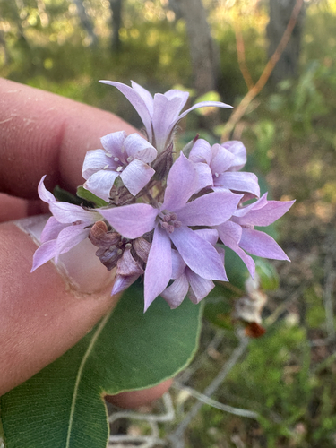 elegant pronaya (Billardiera fraseri)