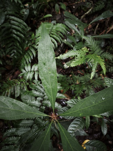 Actinodaphne nitida observed 2026-02-19