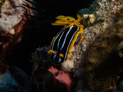 Chromodoris kuiteri
