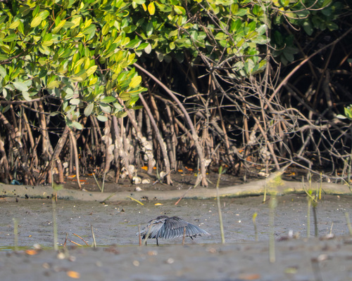 iNaturalist: (c) Ricardo Rodero Henández, some rights reserved (CC BY-NC), uploaded by Ricardo Rodero Henández iNaturalist image