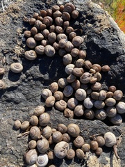 Xerarionta intercisa