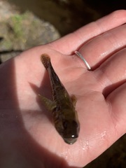 Gobiomorphus breviceps