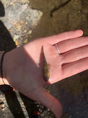 Gobiomorphus breviceps