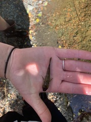 Gobiomorphus breviceps