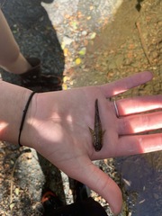 Gobiomorphus breviceps