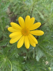 Euryops pectinatus