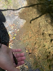 Gobiomorphus breviceps