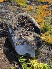 Xerarionta intercisa