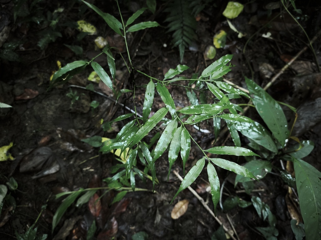 Black Pine (Sundacarpus amarus)