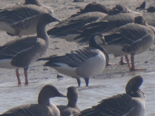 Barnacle Goose
