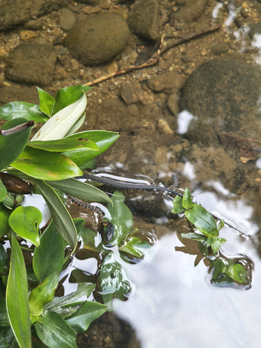 Xenochrophis trianguligerus
