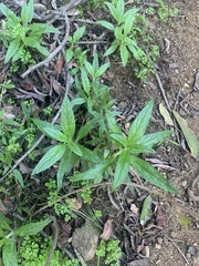 Parietaria officinalis