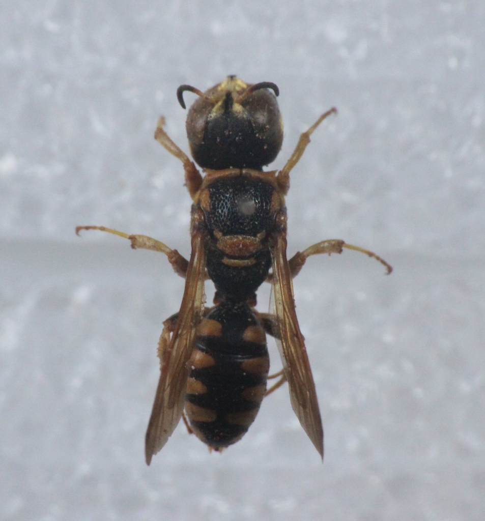 Lestica cubensis