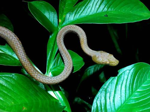 Snake Lycodryas Subspecies Lycodryas maculatus comorensis · iNaturalist