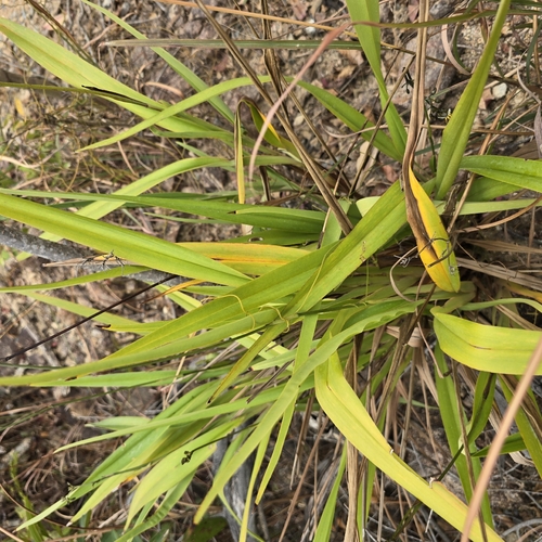 cerulean flax-lily