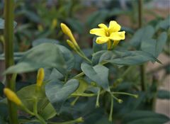 Chrysojasminum humile