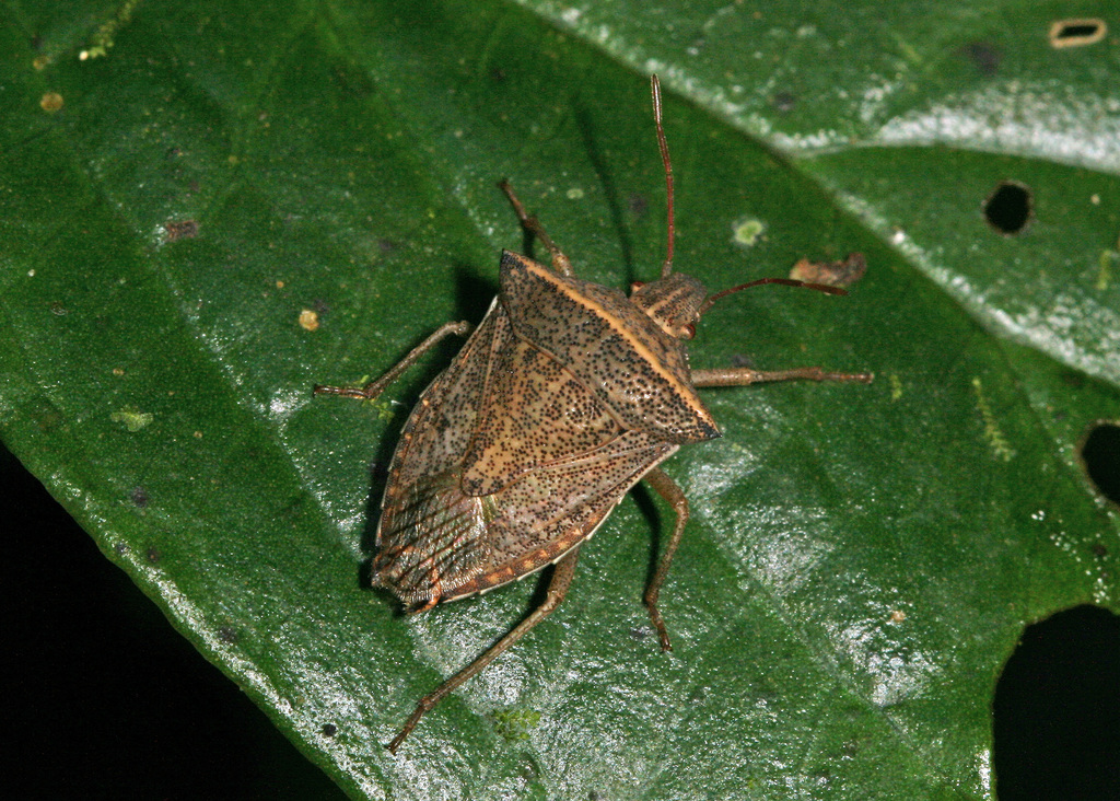 Euschistus comptus