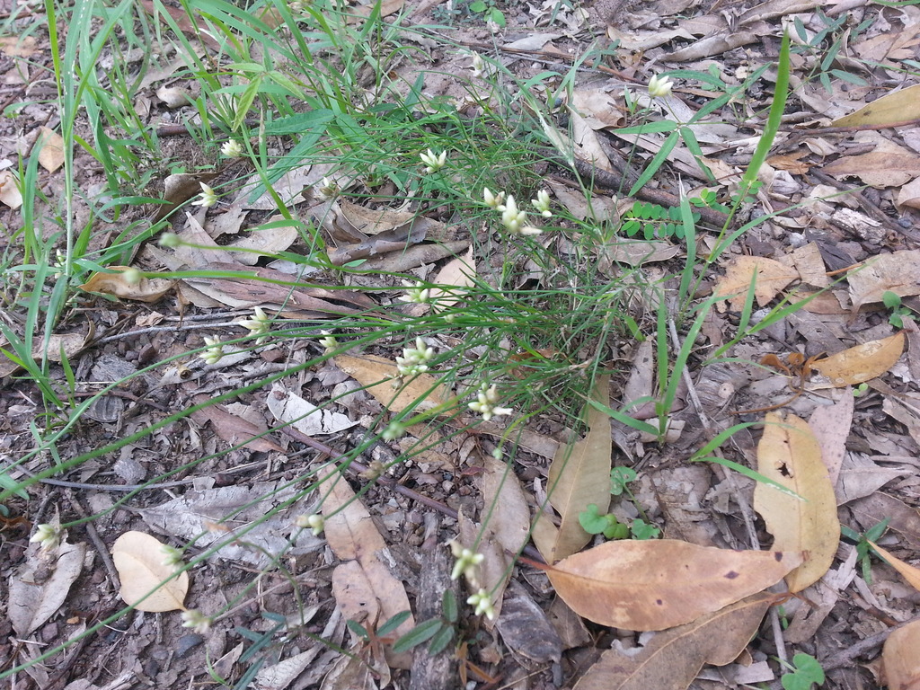 Slender Wire Lily from Brisbane QLD, Australia on February 21, 2020 at ...