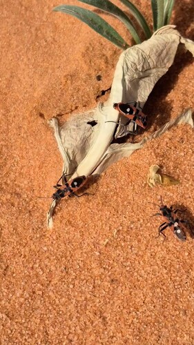 Spilostethus longulus