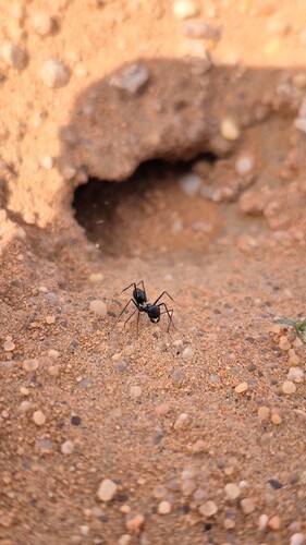 Black Desert ant