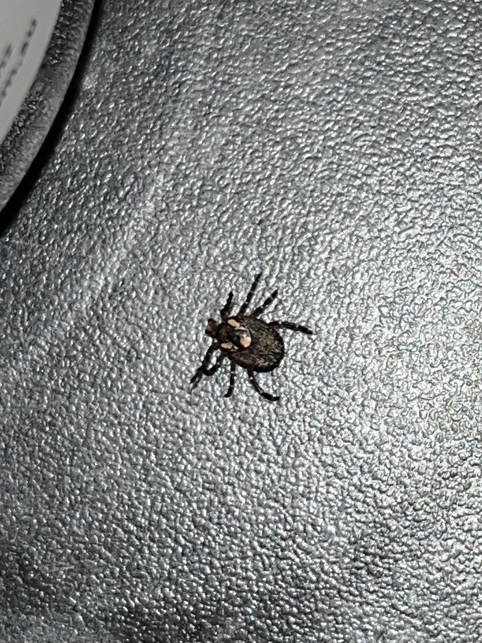 Amblyomma triguttatum Koch, 1844