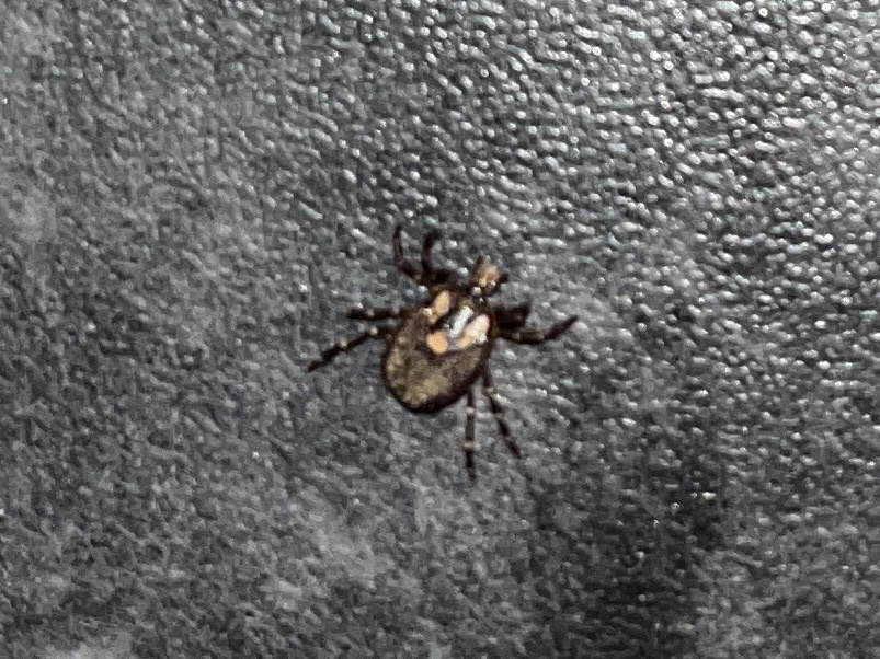 Amblyomma triguttatum Koch, 1844
