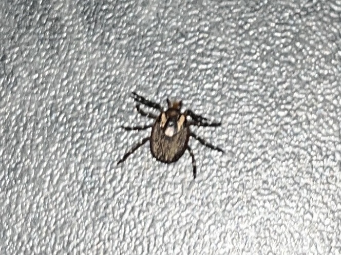 Amblyomma triguttatum Koch, 1844