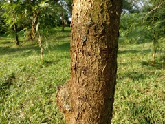 Vachellia sieberiana