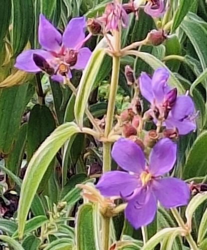 Royal Dissotis (Rosettea princeps)