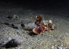 Australian Spiny Gurnard photo 3