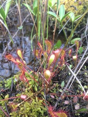 Drosera × obovata