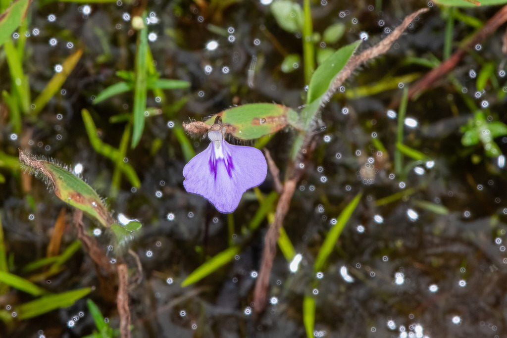 Utricularia leptorhyncha O.Schwarz 4