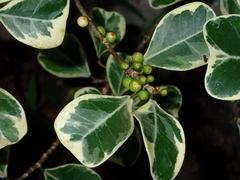 Ficus deltoidea