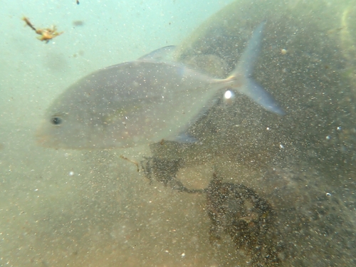 Caranx melampygus