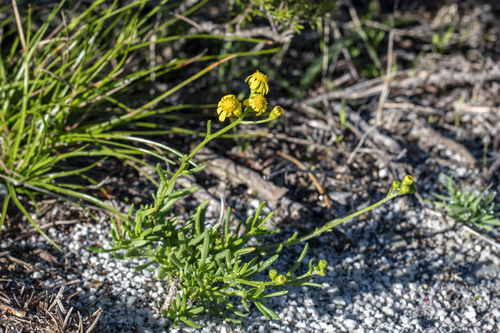 Kill Ragwort (Senecio burchellii)