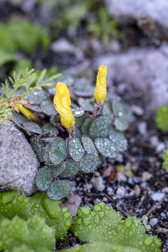 Oxalis luteola (Oxalis luteola)
