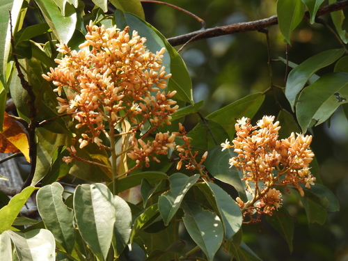 Connarus monocarpus observed 2026-02-22