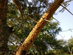 Vachellia sieberiana