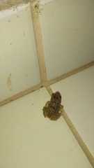 Leptodactylus troglodytes