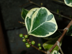 Ficus deltoidea
