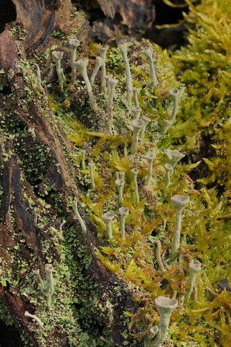 Trompeten-Becherflechte