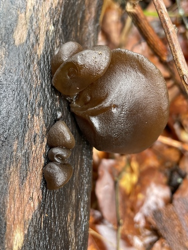 Black Witches' Butter