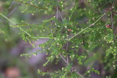 Galium porrigens porrigens