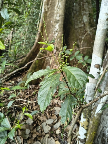 Alchornea rugosa observed 2026-02-24