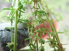 Galium porrigens porrigens