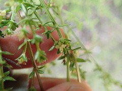 Galium porrigens porrigens