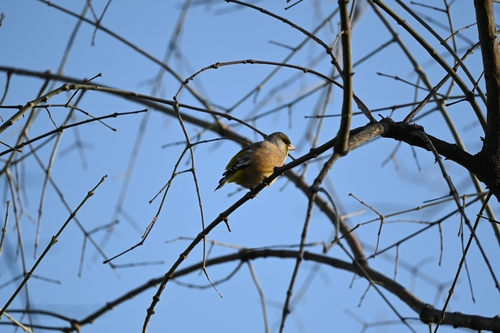 Oriental Greenfinch
