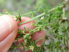 Galium porrigens porrigens