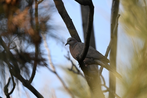 Spotted Dove