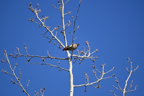 Japanese Waxwing